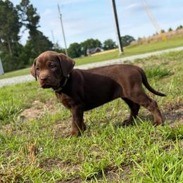 Cinnamon - Chocolate female Labrador Retriever puppy in Archer Lodge, North Carolina from Archer Lodge Labradors