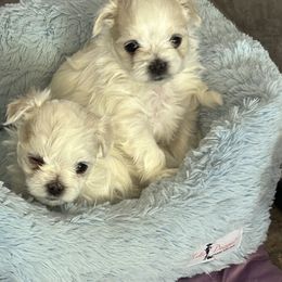 Maltese Puppies from Chinadoll Maltese