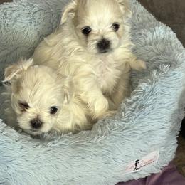 Maltese Puppies from Chinadoll Maltese