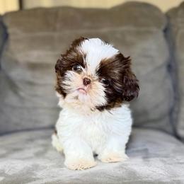 Red - Tricolor male Shih Tzu puppy in Bullhead City, Arizona from Arizona Shih Tzu Land