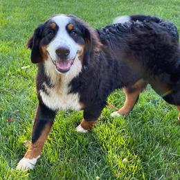 Bernedoodles and Bernese Mountain Dogs from Brentwood Berners