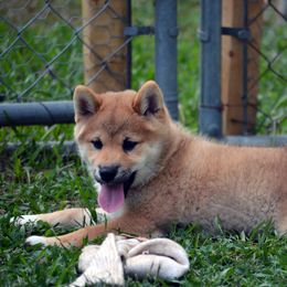 Red Man - Red male Shiba Inu puppy in Tuscaloosa, Alabama from Rita and Daniel Montgomery - Cedarwood Siberians and Shibas