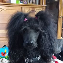 Poodles from Kindews "Lela" of Shiloh Gardens