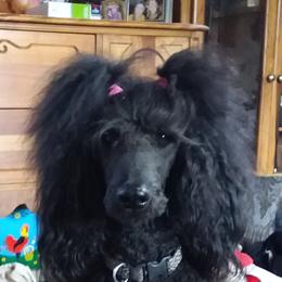 Poodles from Kindews "Lela" of Shiloh Gardens