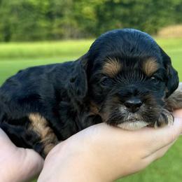 Rocky - Brown and tan male Cockapoo puppy in Liberty, Kentucky from Kentucky Cockapoos