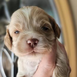 Light Pink Female - Buff and white female Cockapoo puppy in Mocksville, North Carolina from Hunting Creek Farms