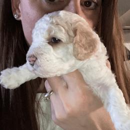Cavapoo and Poodle Puppies from Happy Tails Poods and Doods