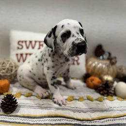Ruler - White and black male Dalmatian puppy in Carlsbad, New Mexico from ECMO Farm Dalmatians & Labrador Retrievers