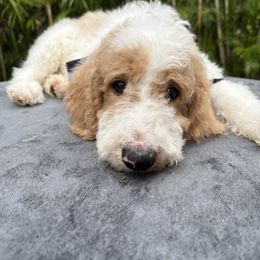 Blake - Parti male Goldendoodle puppy in Palm Beach, Florida from Cuddly Doodles