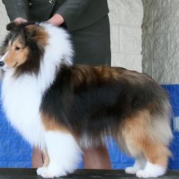 Atticus - Shetland Sheepdog