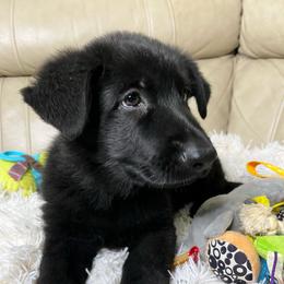 Emily - Black female German Shepherd puppy in Mc Minnville, Tennessee from Hobbs Family Shepherds