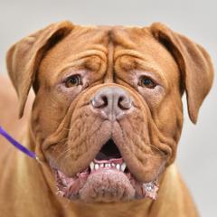 Maddie - Dogue de Bordeaux