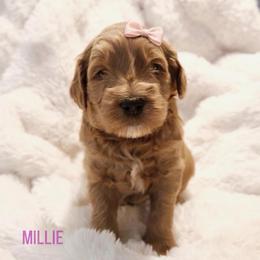 Millie - Apricot female Goldendoodle puppy in San Tan Valley, Arizona from Golden Haven