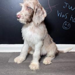 Cristiano Ronaldo (Portugal) - Merle male Labradoodle puppy in Kingston, Georgia from CC Familydoodles