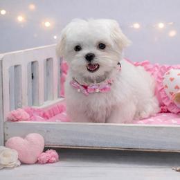 Maltese and Maltipoo Puppies from Chez Lexi Kennels