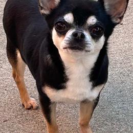 Maybelline - Chihuahua