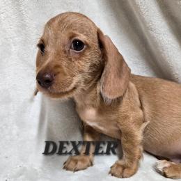 Dexter-wirehair - Red male Dachshund puppy in Blair, Oklahoma from North Fork Doxies-Okla