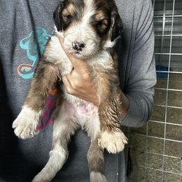 Sheepadoodle Puppies from Kings Doodles