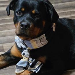 Rip - Rottweiler