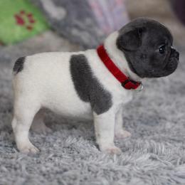 Wiffy - Blue female French Bulldog puppy in Waitts Lake, Washington from Best Friend standard Frenchies