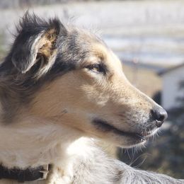Old Time Scotch Collies from Shepherd's Hearth Old Time Scotch Collies