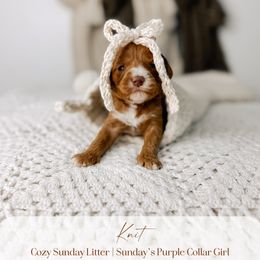 Australian Labradoodle and Goldendoodle Puppies from The Doodle Cove