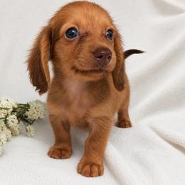 Montana (shaded red) - Red male Dachshund puppy in Sebring, Florida from Mini Weenies