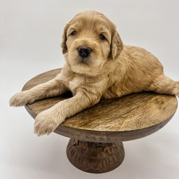 Goldendoodle Puppies from Posh Paws Puppies
