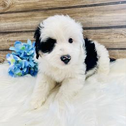 Linus - Black and white male Aussiedoodle puppy in Hamilton, Michigan from White Pine Farm