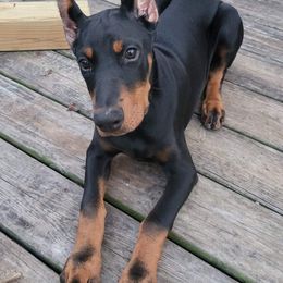 Doberman Pinscher Puppies from Makkr Ridge Dobermans LLC