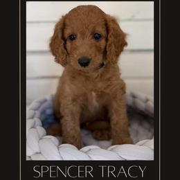 Spencer Tracy - Red  male Goldendoodle puppy in San Jose, California from Red White and Doodle