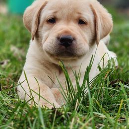 Labrador Retriever Puppies from Shooting Star Labs