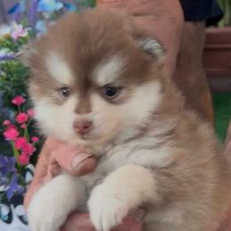 Remy - Red and white male Pomsky puppy in Spring Hill, Florida from PDQ Pomskies