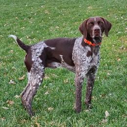 German Shorthaired Pointers from Shining Star GSP's