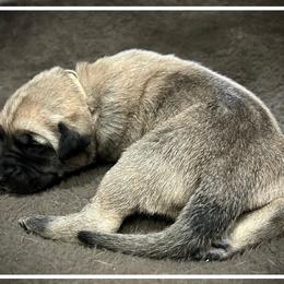 White - Fawn female Anatolian Shepherd Dog puppy in Clark, Wyoming from Fyne Acres