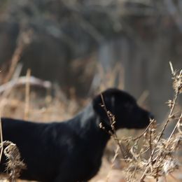 Labrador Retriever Puppies from Jungle Lake Labrador Lodge