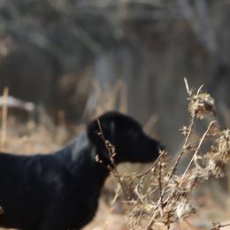 Labrador Retriever Puppies from Jungle Lake Labrador Lodge