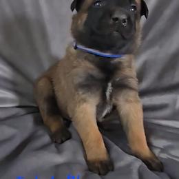 Echo's Blue - Mahogany male Belgian Malinois puppy in Berry, Alabama from North River k9