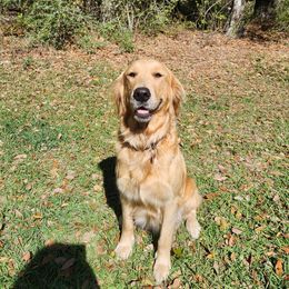 Penny - Golden Retriever