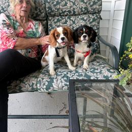 Cavalier King Charles Spaniel puppies from Royal Heritage Spaniels