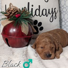 Black Collar - Red  male Goldendoodle puppy in Rockledge, Florida from Stormie's Doodles