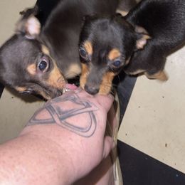 Chihuahua Puppies from Grandbaby Chihuahuas