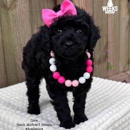Cove - Black female Goldendoodle puppy in Orange, Texas from Walk with Me Doodles