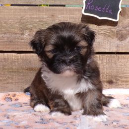 Rosetta - Brown female Lhasa Apso puppy in Jefferson, New York from Absolute Lhasa Love