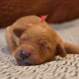 Goldendoodle Puppies from Cozy Cove Goldendoodles