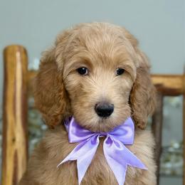 Pandora - Apricot female Goldendoodle puppy in Yuciapa, California from AlltheDoodlez_