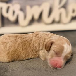Girl 1 - Red female Cavapoo puppy in Bradenton, Florida from Christianna’s Mini Goldendoodles