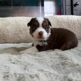 Clyde - Red tri-color male Miniature American Shepherd puppy in Terryville, Connecticut from Spirited Aussies