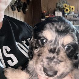 Bell - Dapple female Dachshund puppy in Chelsea, Oklahoma from Renee's Dachshund's