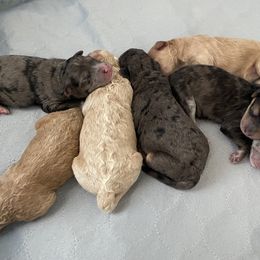 Sheepadoodle Puppies from Sarah Pearl’s Mini Sheepadoodles